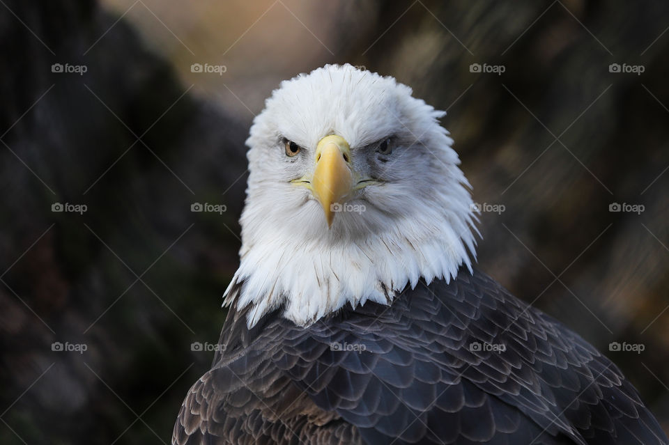 Bald Eagle Staring at me