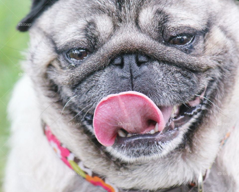 Cute panting pet pug portrait 