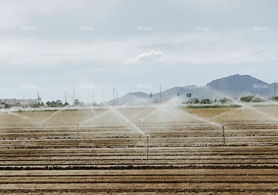 Field with Sprinklers