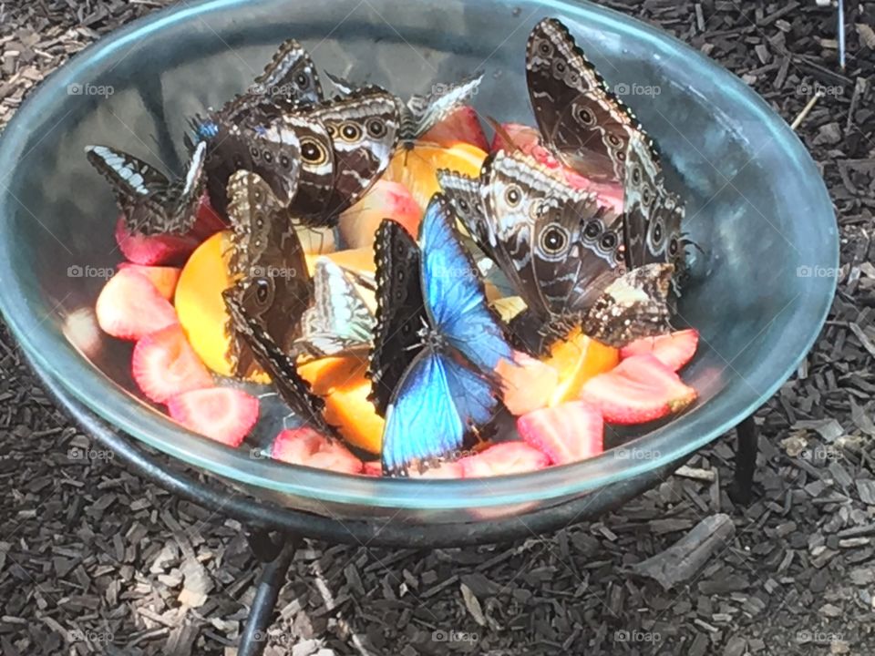 A group of butterflies snacking on nutritional fruits