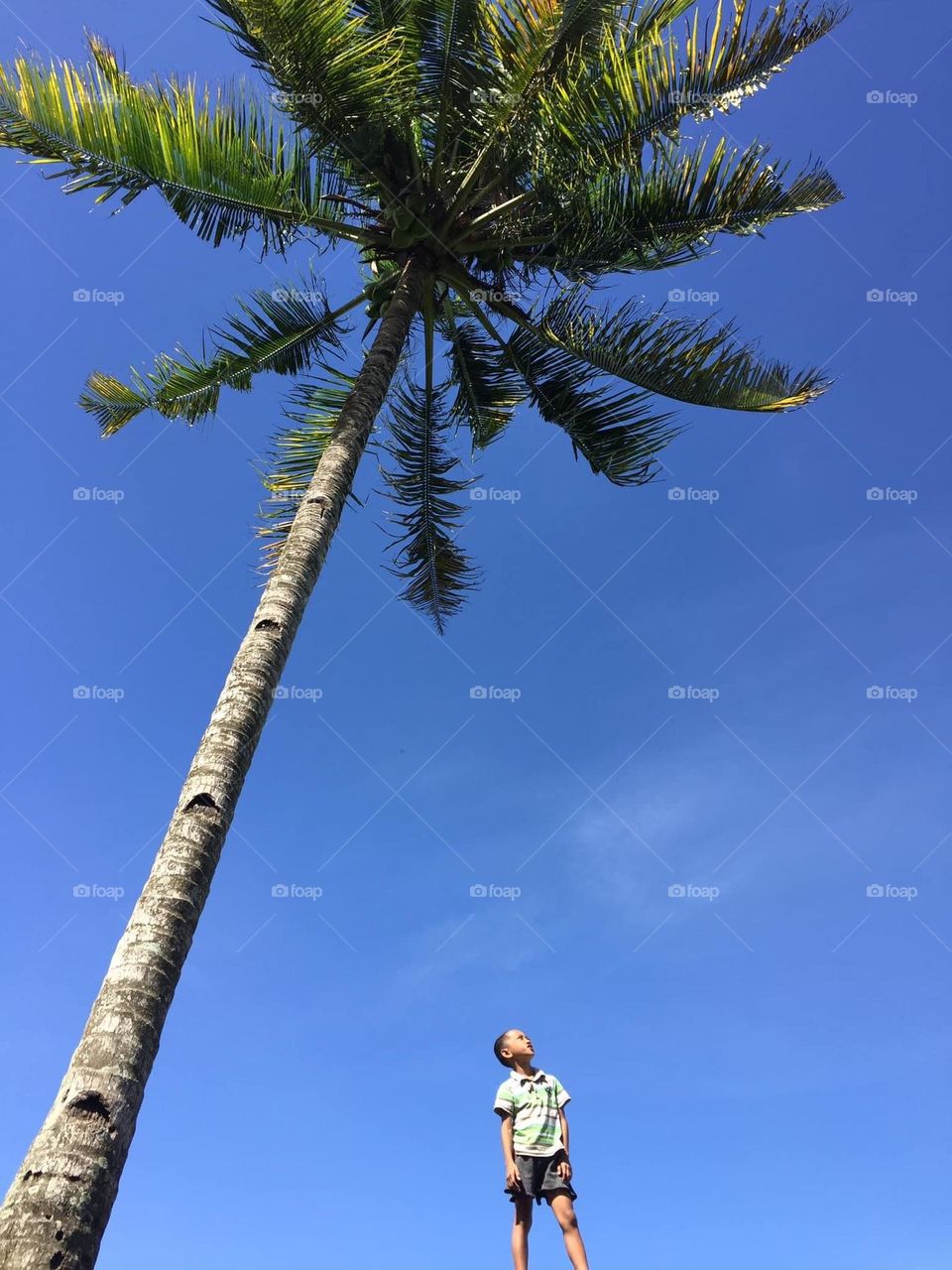  Young boy with Blue sky and a coconut tree 