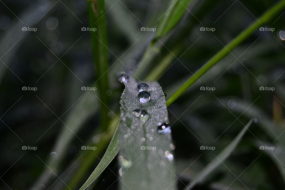 Dew drops on nature