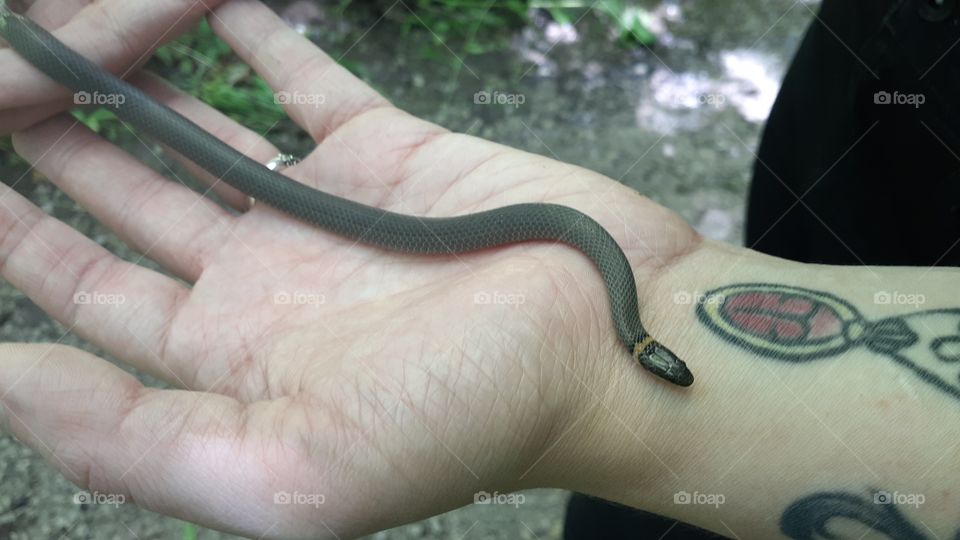 Ringneck Snake