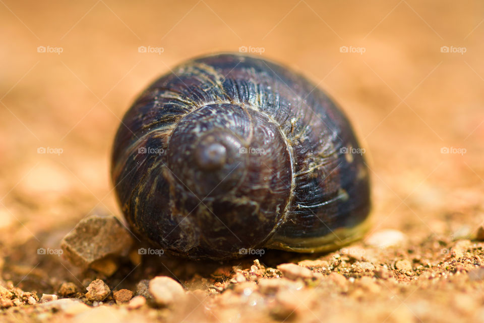 Snail
