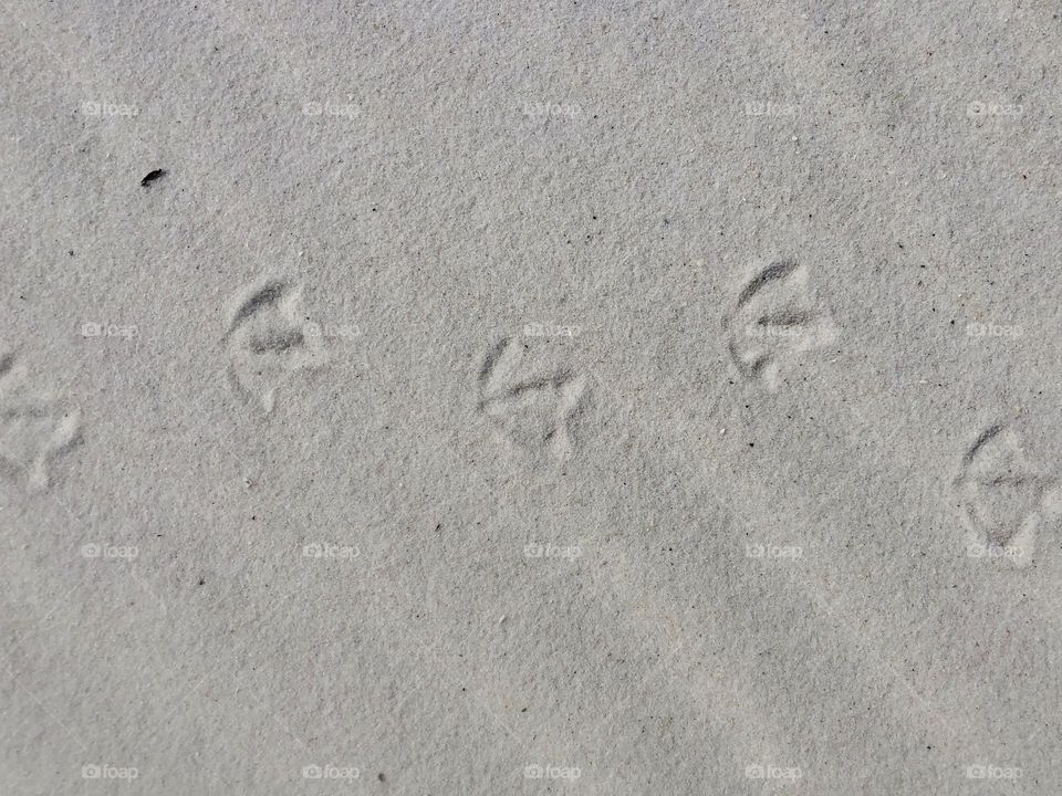 Seagull prints on rippled sand