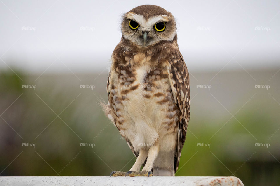 Lonely owl on a soccer goal with piercing gaze