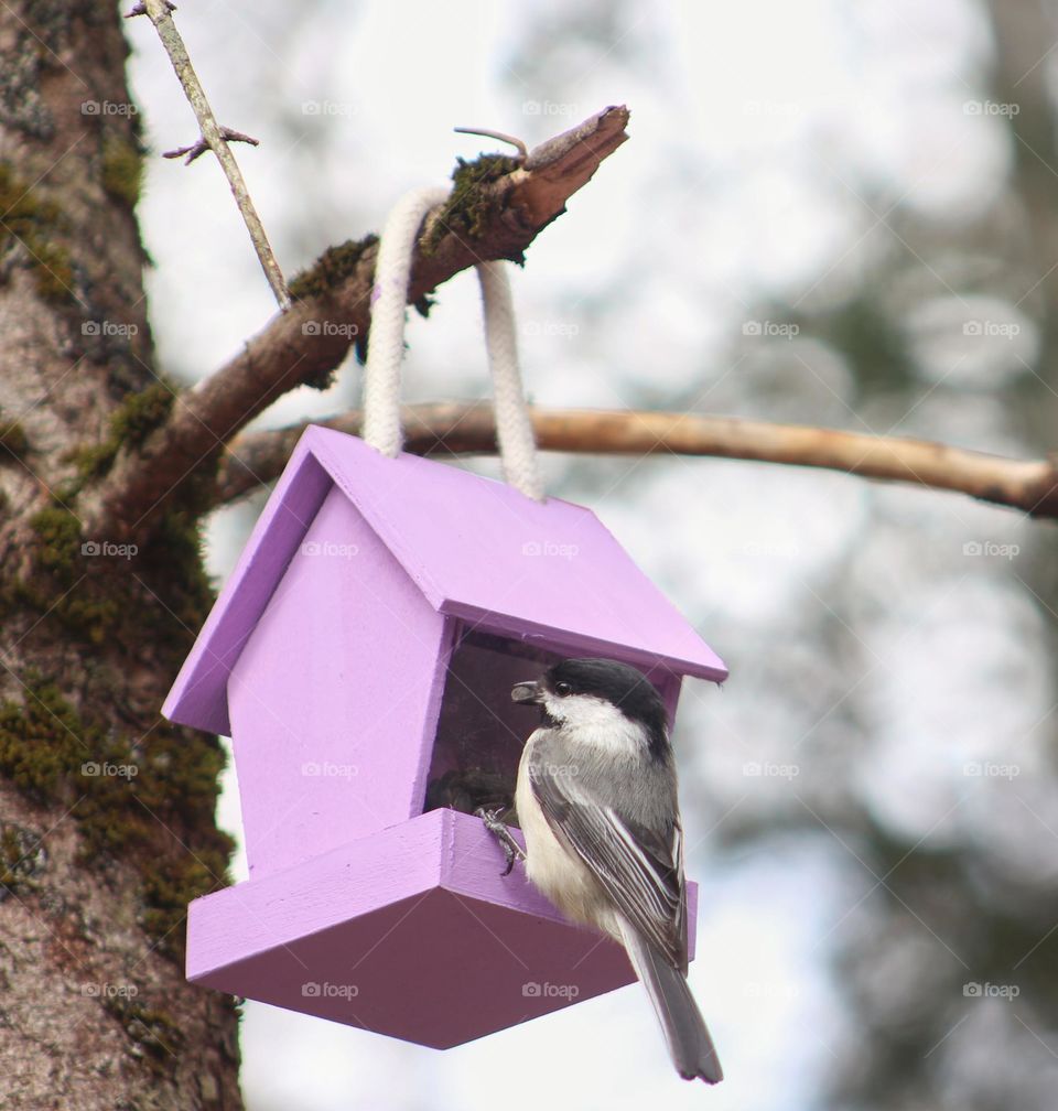 Chickadee taking a sunflower seed from a lavender bird feeder.