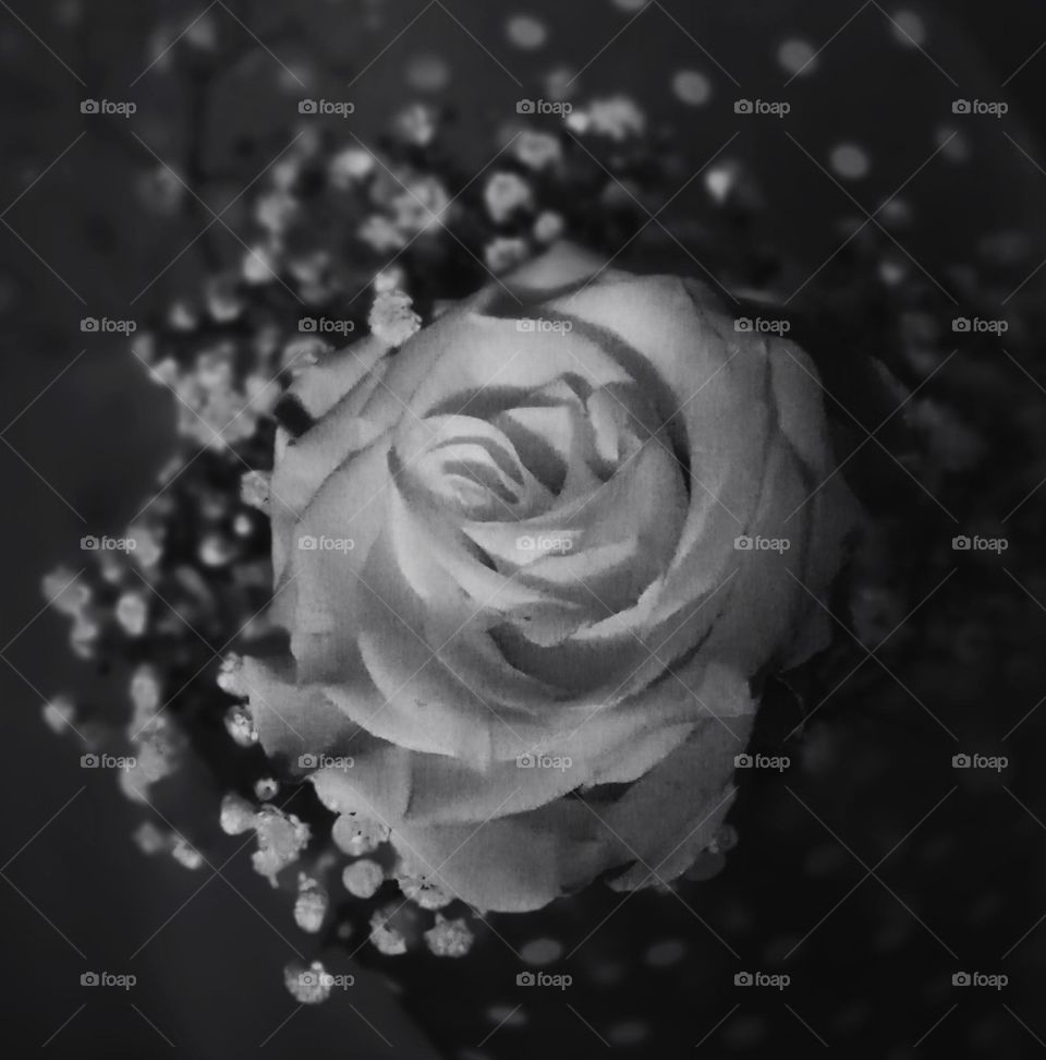 white rose in the dark🌑