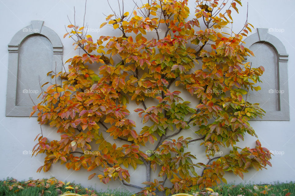 THE AUTUMN LEAVES AT NAPPA VALLEY CALIFORNIA USA