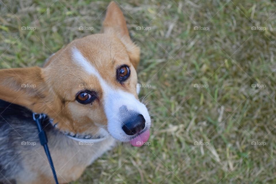 Corgi sticking out her tongue