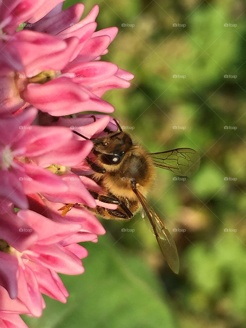 Bee on Milkweed 