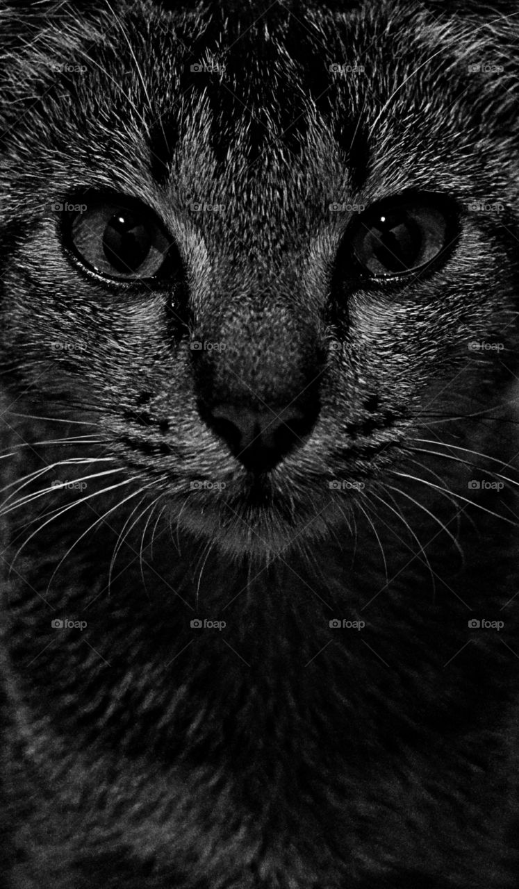 Monochrome portrait a Cat