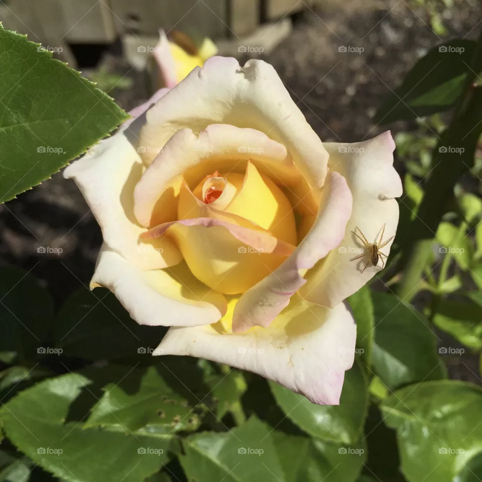 Tea rose