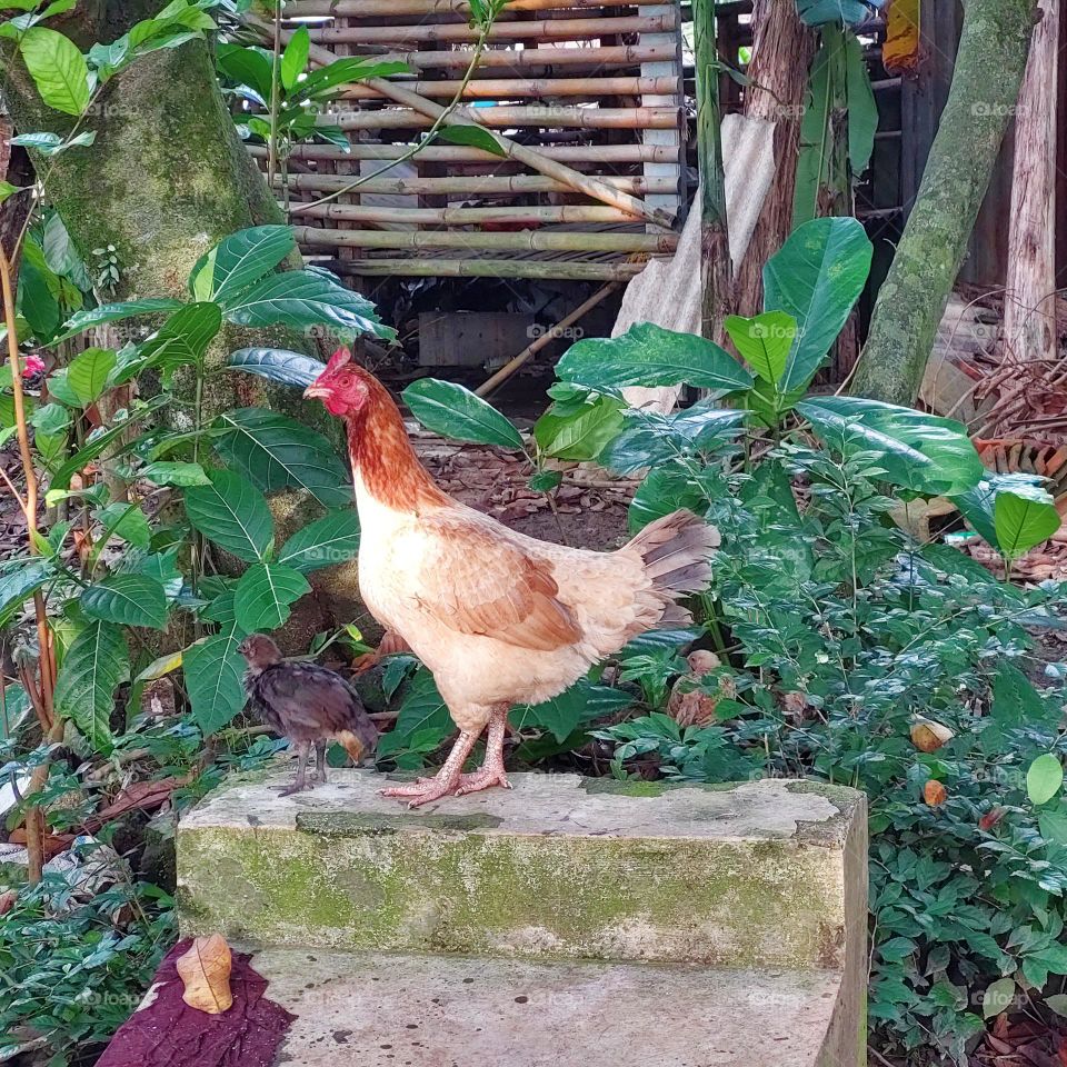 hen and chicks looking for food
