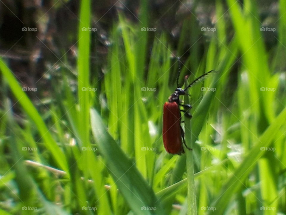 Insect of the red feather