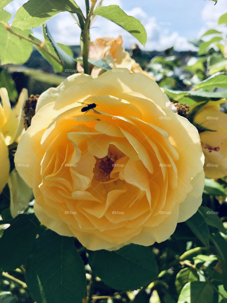 Catching the last of our garden roses, this one is vibrant, transparent and very much alive.