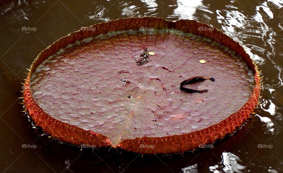 Lily pad
