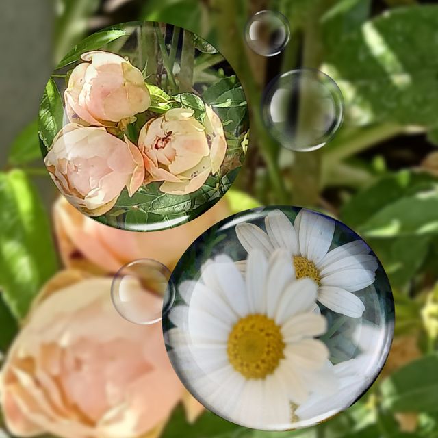daisies and roses in bubbles