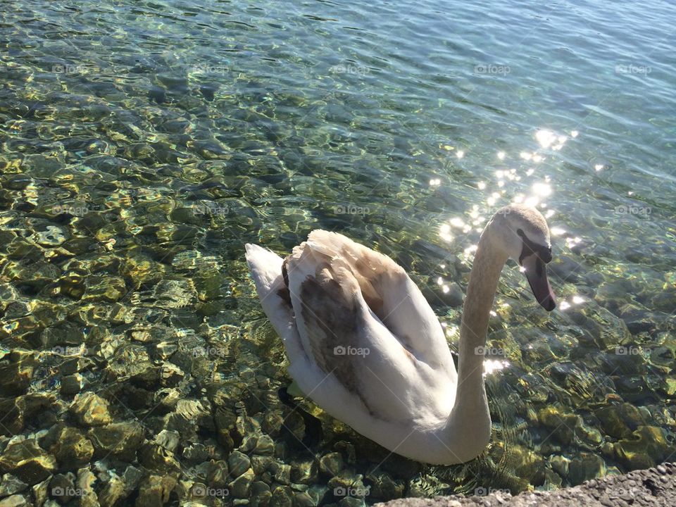 Swan in Attersee