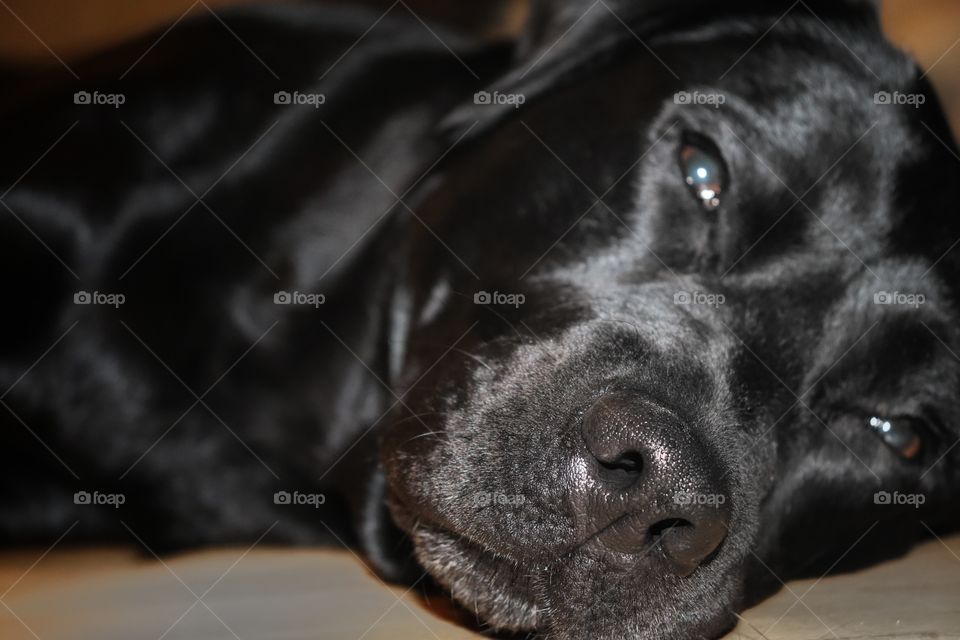 Amy the Labrador 🖤