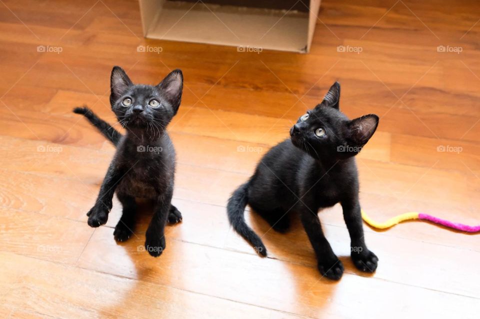 Two black kittens looking upwards 