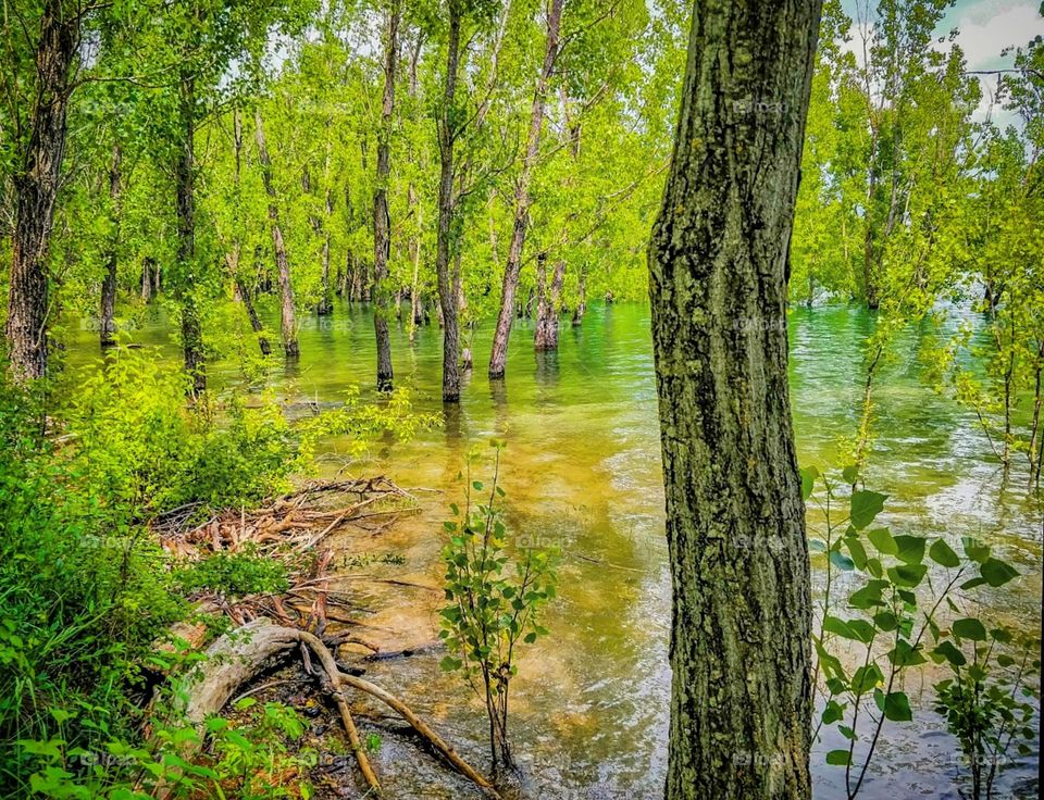 Forest and water