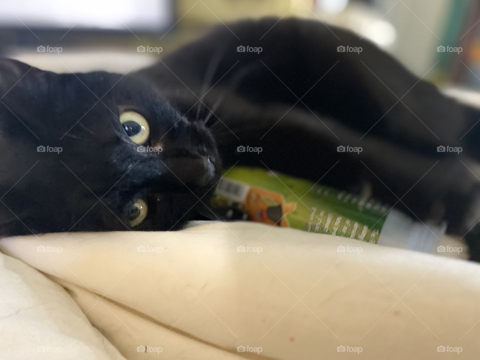 Black Cat With Big Yellow Eyes Looming At The Camera 