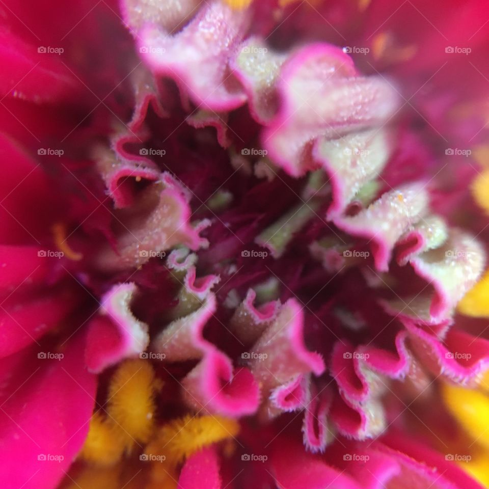 Zinnia closeup