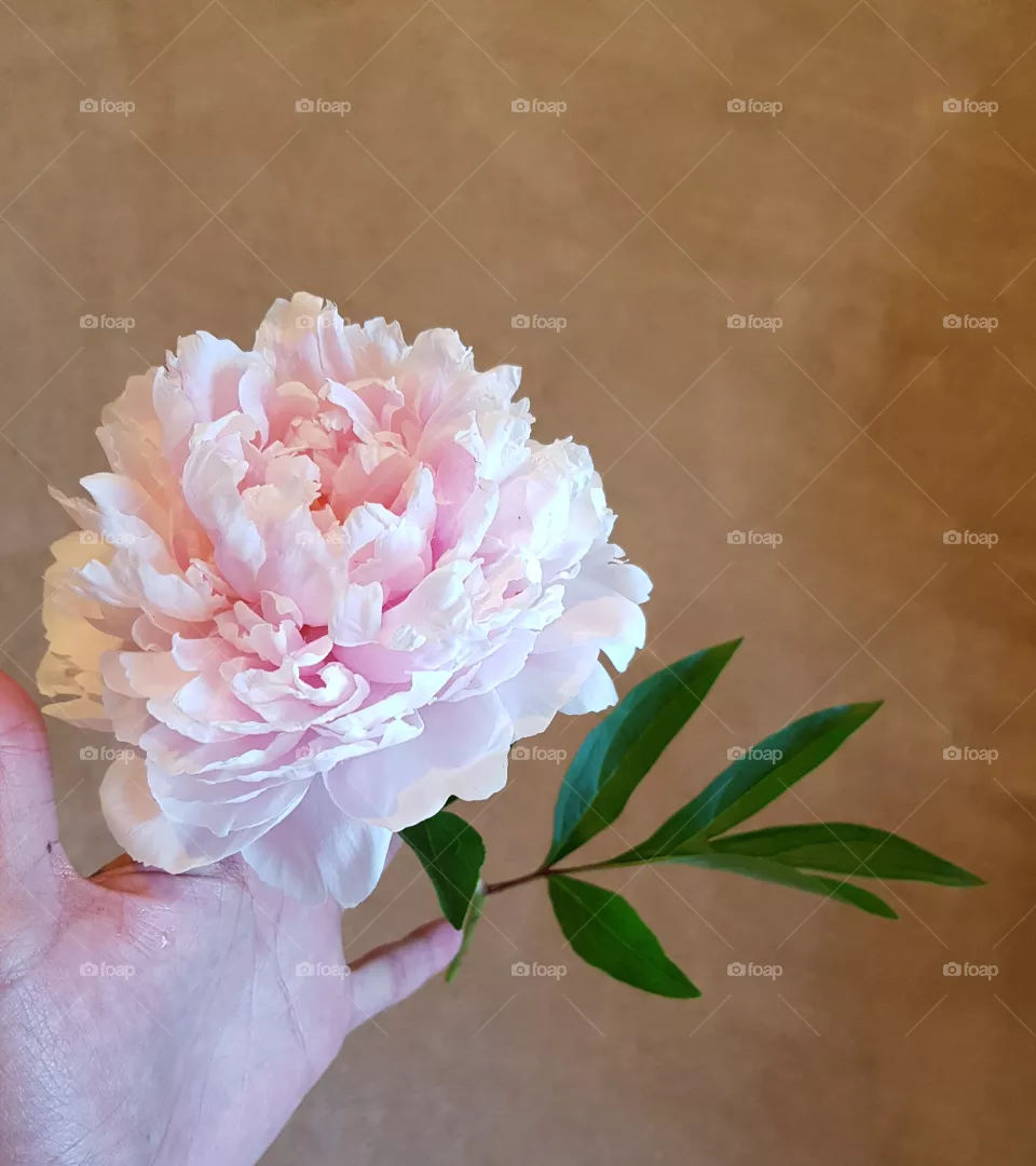 Peony