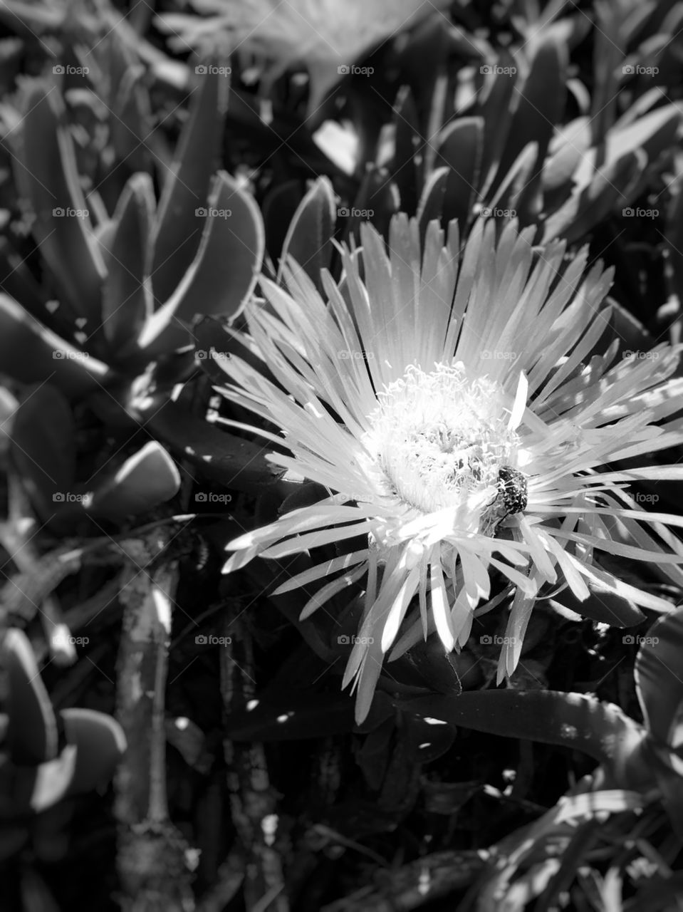 Macro shot, black and white photography, shots, flowers, blooming 