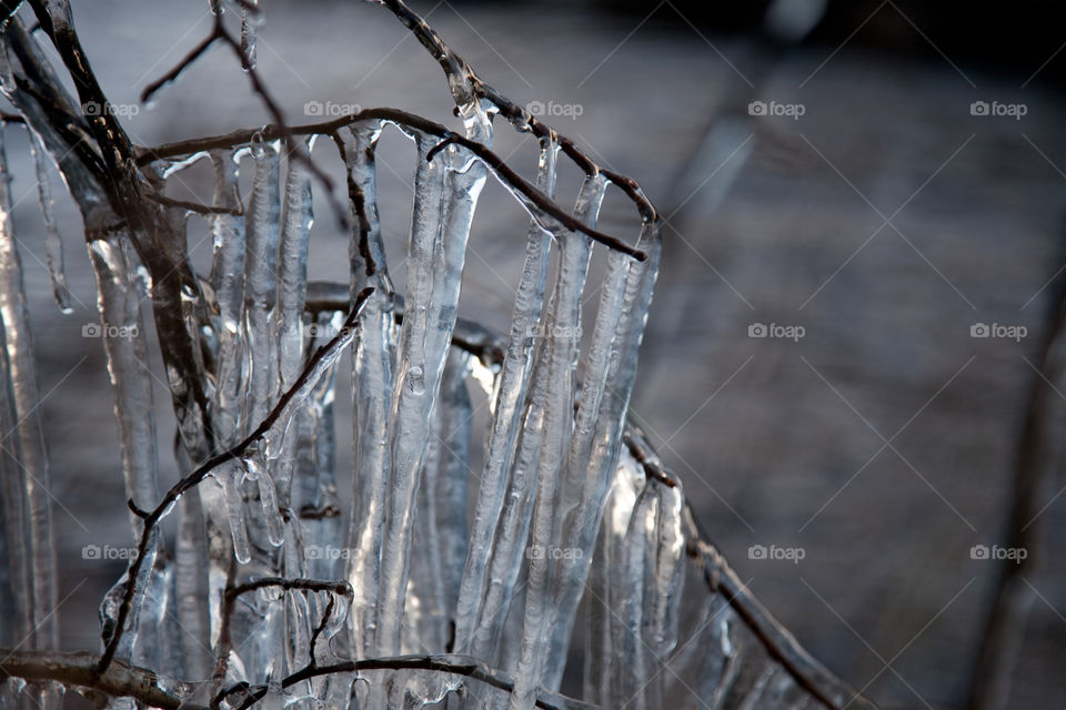 Icicle on tree branch