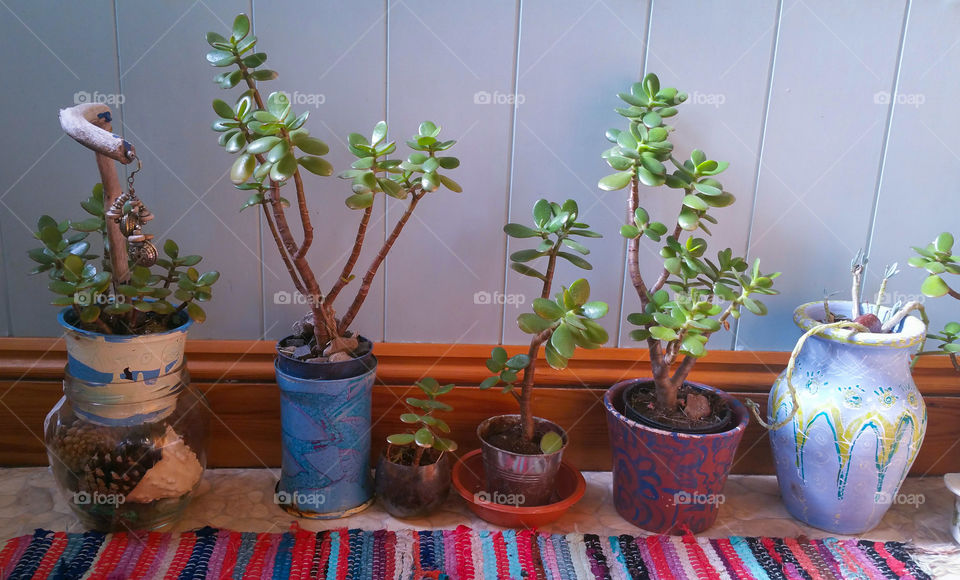 Flowerpots with crassula and a  rug