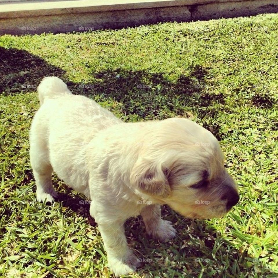 Golden retriever puppy