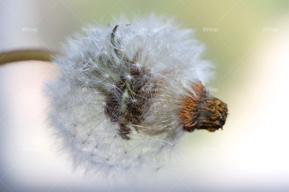 Dried dandelions