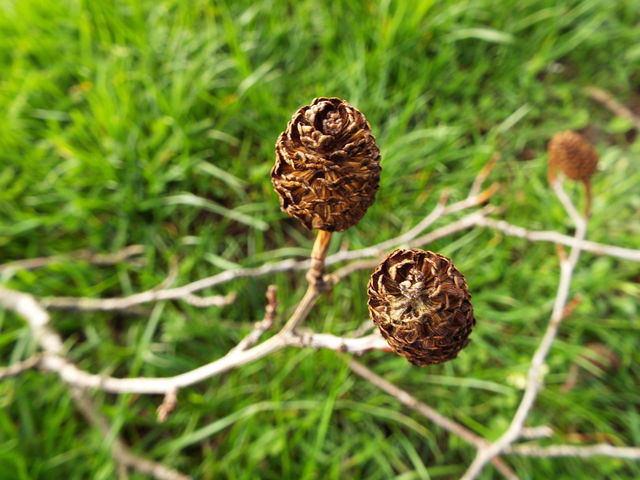 Pine cones