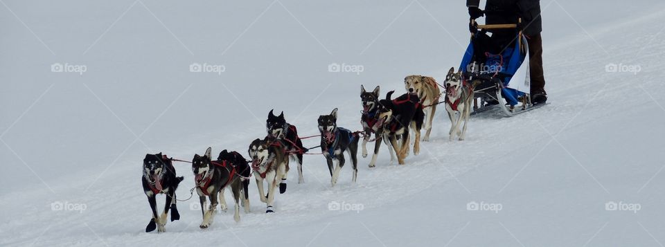 Huskies in a sled dog race