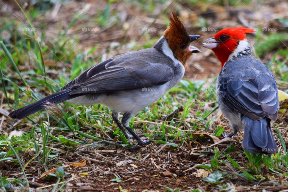 Mama bird feds her young one 