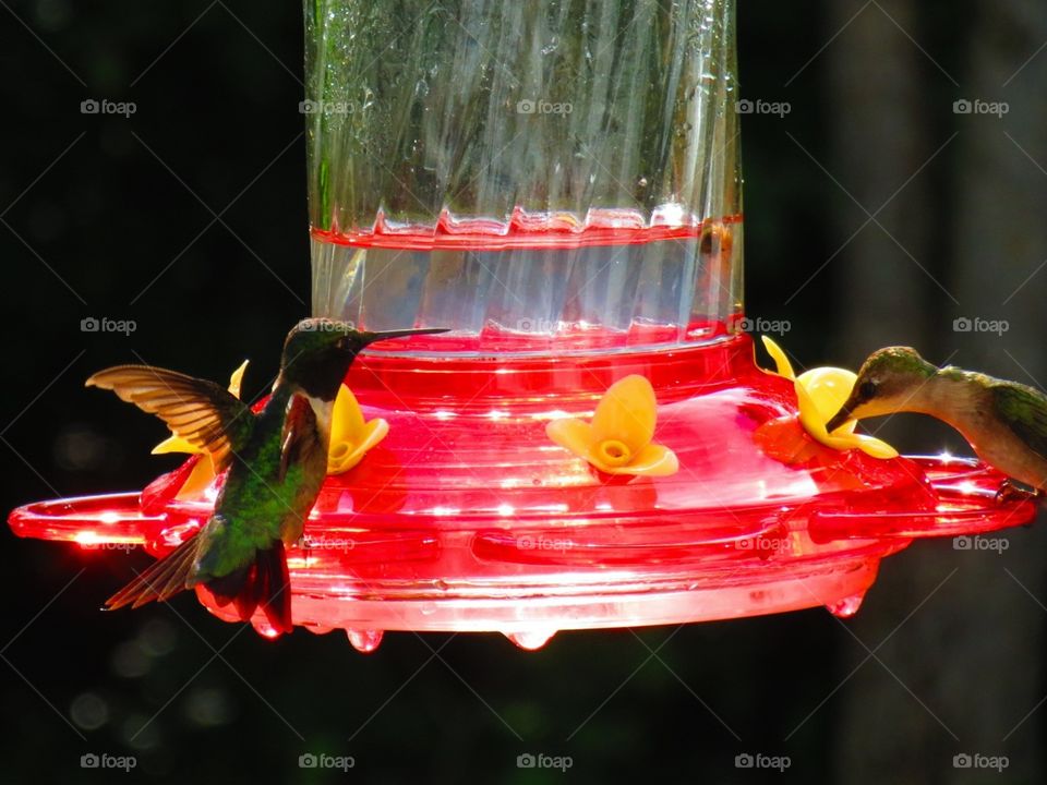 Hummingbirds. Hummingbird couple