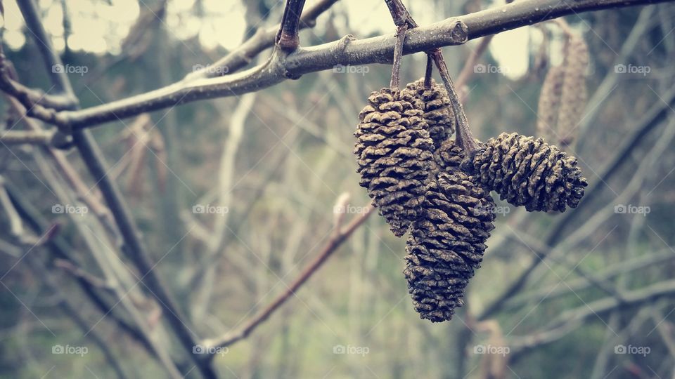 Close-up of pine cones