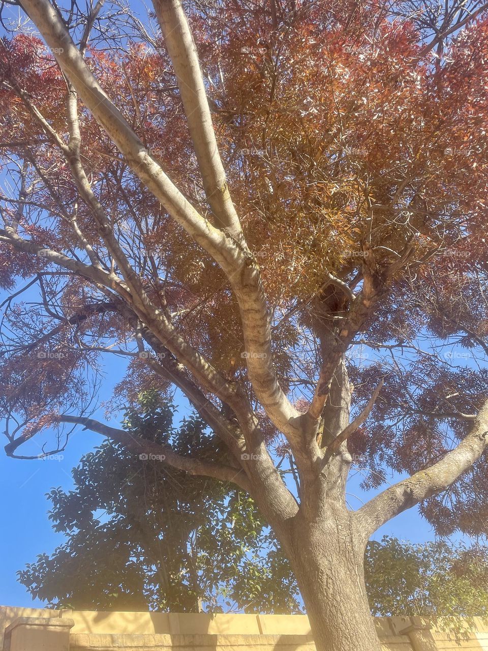 Shadows tree 