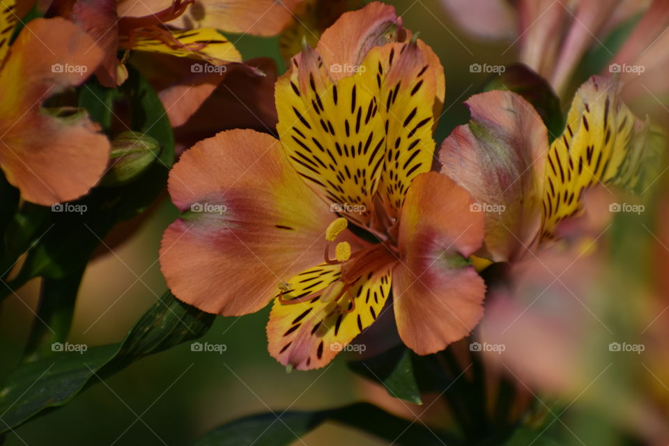 Closeup of wildflower in spring