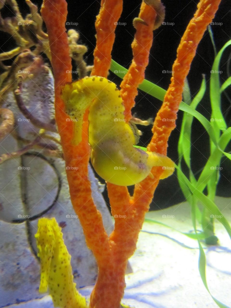 Sea horse