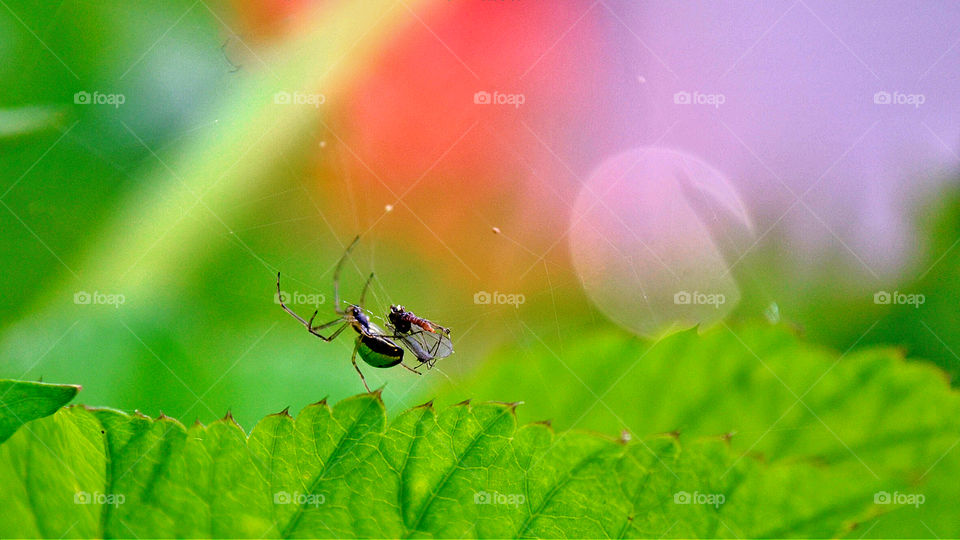 Spider with Capture 