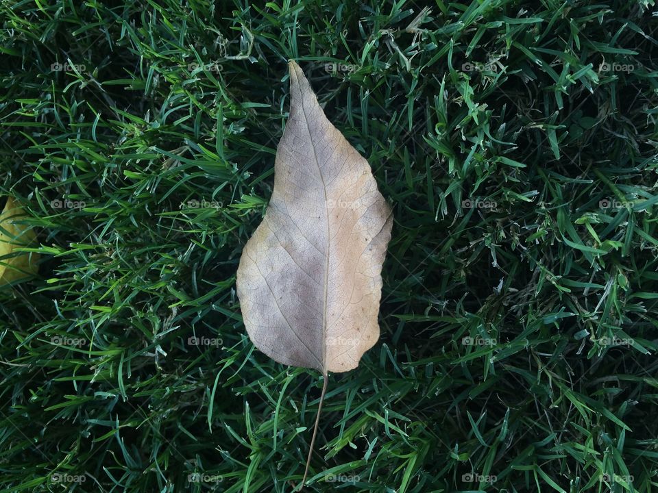 Leaf