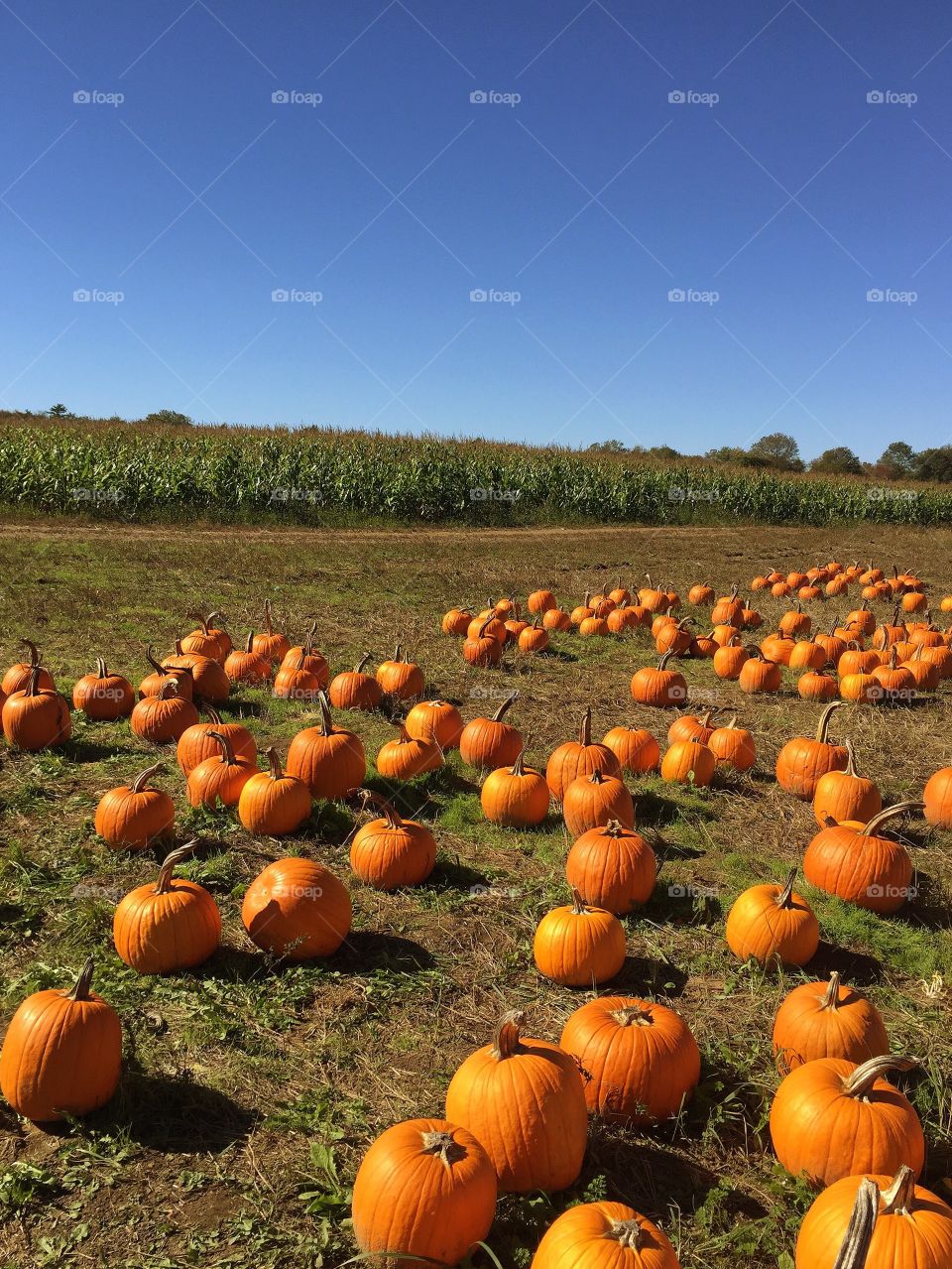 Pumpkin patch