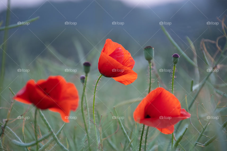 Three Red Poppies in the Field