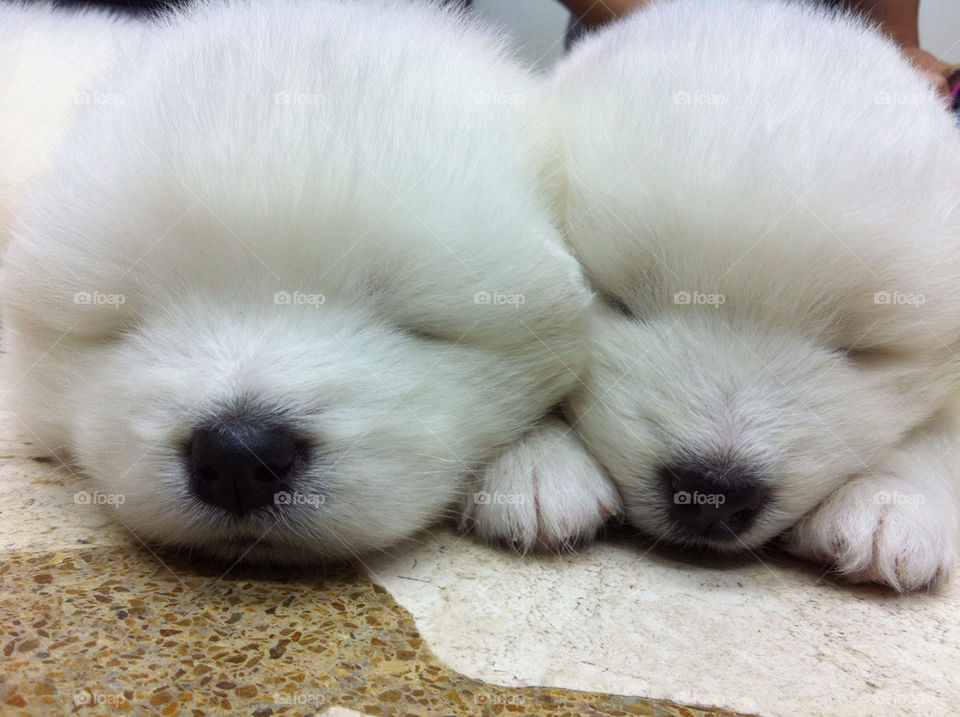 white dog cute puppies by Jones