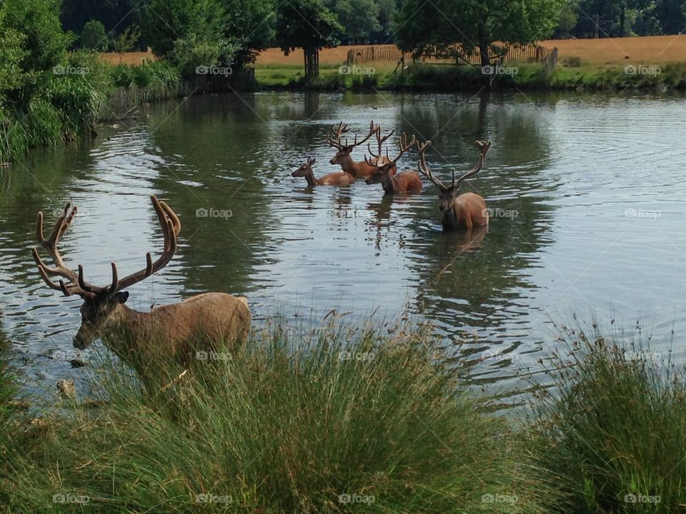 Deer in Richmond park. Hot day in Richmond park.  Deer taking a plunge into the pond to chill