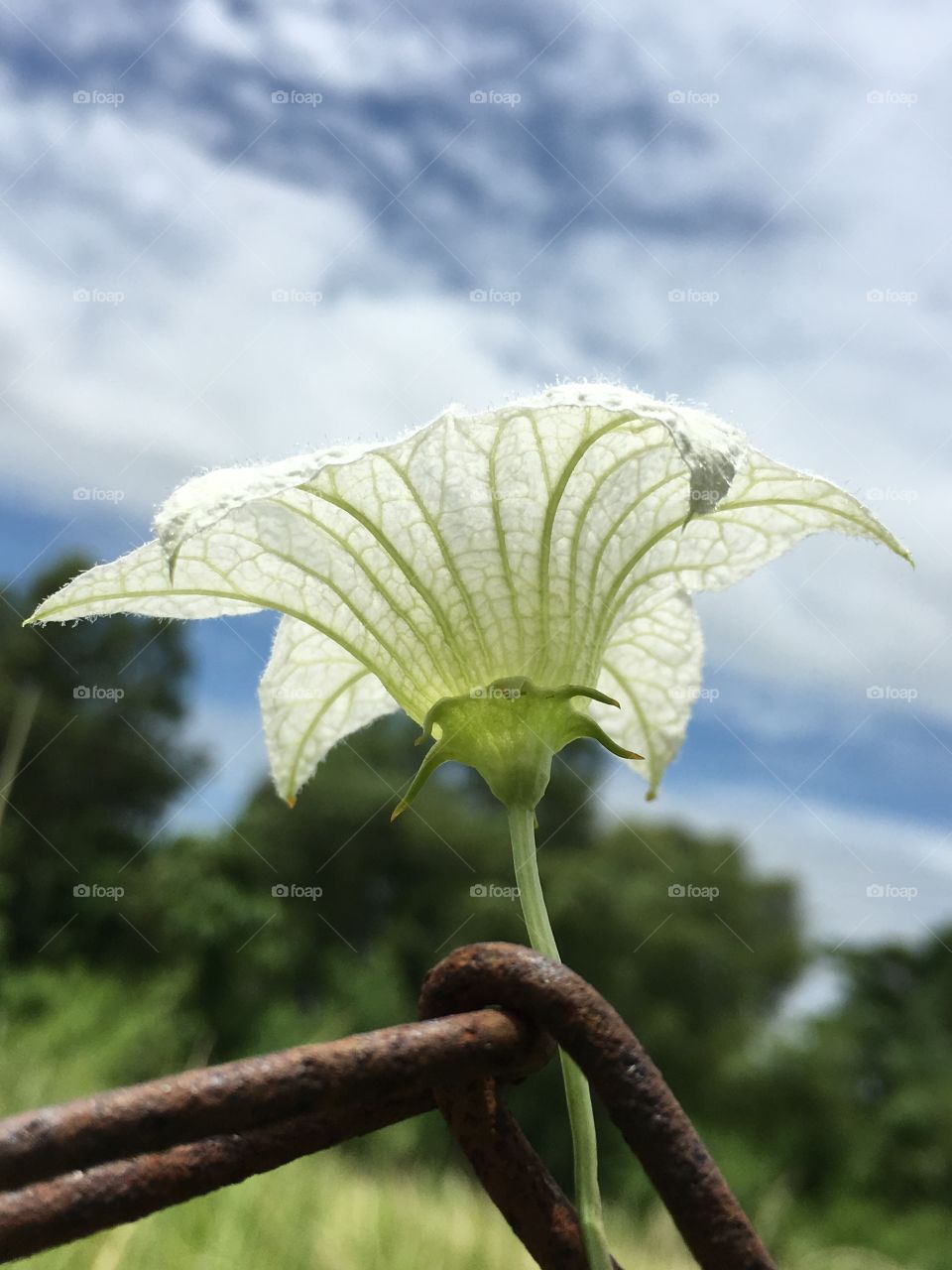 White flower in blue sky