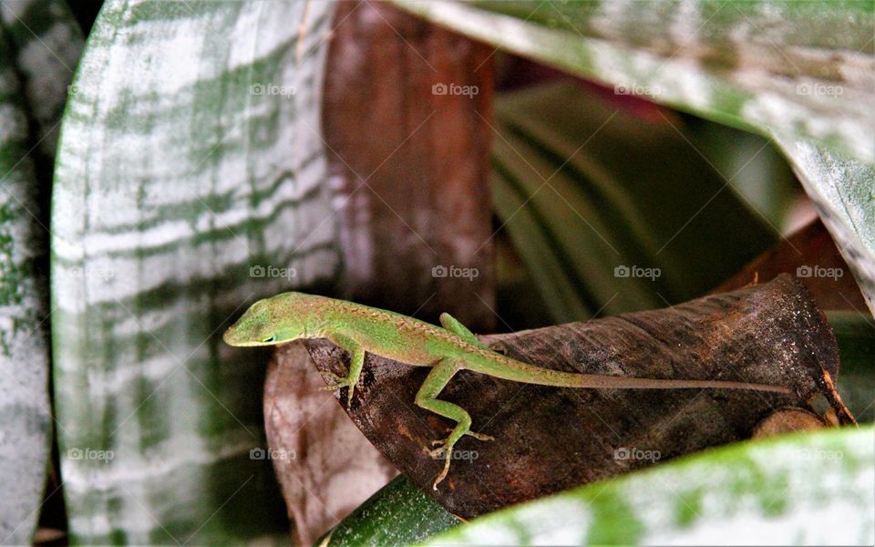 lizard hiding.